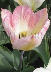 Фотография Тюльпан Фламинг Пуриссима (Photo Tulip Flaming Purissima)