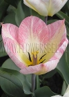 Фотография Тюльпан Фламинг Пуриссима (Photo Tulip Flaming Purissima)