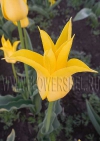 фотография Тюльпан Флешбэк (photo Tulip Flashback)