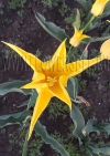 фотография Тюльпан Флешбэк (photo Tulip Flashback)