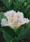 фотография Тюльпан Галери (photo Tulip Galerie)