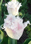 фотография Тюльпан Галери (photo Tulip Galerie)
