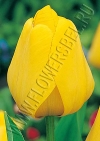 Фотография Голден Оксфорд (Tulip Golden Oxford photo)