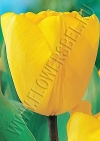 Фотография Голден Оксфорд (Tulip Golden Oxford photo)