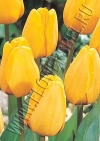 Фотография Голден Оксфорд (Tulip Golden Oxford photo)