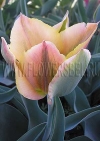 Фотография Тюльпан Голден Артист (Photo Tulip Golden Artist)