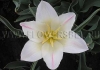 Фотография Тюльпан Холланд Шик (Photo Tulip Holland Chic)