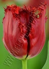 Тюльпан Индиана (Tulip Indiana)