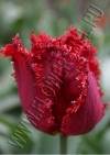 Тюльпан Индиана (Tulip Indiana)