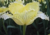 Фотография Тюльпан Лаверок (Photo Tulip Laverock)
