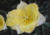 Фотография Тюльпан Лаверок (Photo Tulip Laverock)