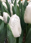 Фото Тюльпан Литоувен (Tulip Litouwen photo)