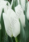 Фото Тюльпан Литоувен (Tulip Litouwen photo)