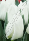 Фото Тюльпан Литоувен (Tulip Litouwen photo)