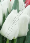 Фото Тюльпан Литоувен (Tulip Litouwen photo)