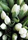 Фото Тюльпан Литоувен (Tulip Litouwen photo)