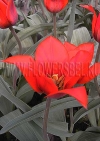 Фотография Тюльпан Лавли Сюпрайз (Photo Tulip Lovely Surprise)
