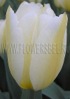 Фотография Тюльпан Мариас Дрим (Photo Tulip Maria's Dream)