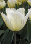 Фотография Тюльпан Мариас Дрим (Photo Tulip Maria's Dream)