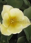 Фотография Тюльпан Мариас Дрим (Photo Tulip Maria's Dream)