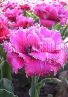 Тюльпан Маскотте (Tulip Mascotte)