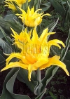 Тюльпан Монте Спайдер (Tulip Monte Spider)