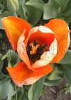 Фотография Тюльпан Май Леди (Photo Tulip My Lady)
