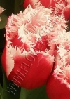 Фотография Тюльпан Нью Санта (Tulip New Santa photo)