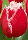 Фотография Тюльпан Нью Санта (Tulip New Santa photo)