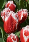Фотография Тюльпан Нью Санта (Tulip New Santa photo)