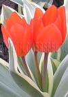 Фотография Тюльпан Престанц Уникум (Photo Tulip Praestans Unicum)
