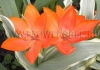 Фотография Тюльпан Престанц Уникум (Photo Tulip Praestans Unicum)