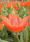 Тюльпан Престанц Цваненберг (Tulip Praestans Zwanenberg)