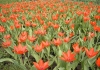 Фотография Тюльпан Престанц Цваненберг (Photo Tulip Praestans Zwanenberg)