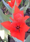 Фотография Тюльпан Престанц Цваненберг (Photo Tulip Praestans Zwanenberg)