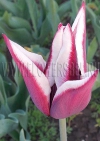 фотография тюльпан Райка (photo Tulip Rajka)