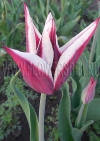 фотография тюльпан Райка (photo Tulip Rajka)