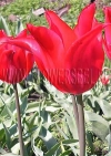 Фотография Тюльпан Ред Шайн (Photo Tulip Red Shine)