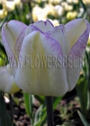 Фотография Тюльпан Ширли (Photo Tulip Shirley)