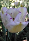 Фотография Тюльпан Ширли (Photo Tulip Shirley)