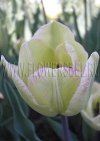 Фотография Тюльпан Ширли (Photo Tulip Shirley)