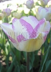 Фотография Тюльпан Ширли (Photo Tulip Shirley)
