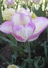Фотография Тюльпан Ширли (Photo Tulip Shirley)