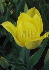 Фотография Тюльпан Стронг Голд (Photo Tulip Strong Gold)