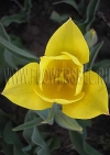 Фотография Тюльпан Стронг Голд (Photo Tulip Strong Gold)
