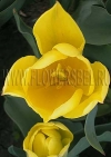 Фотография Тюльпан Стронг Голд (Photo Tulip Strong Gold)