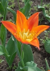 фотография Тюльпан Синаеда Оранж (photo Tulip Synaeda Orange)