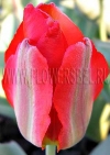 Тюльпан Эйхлера (Tulip Eichler)