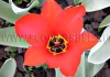 Фотография Тюльпан Эйхлера (Photo Tulip Eichler)