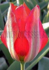 Фотография Тюльпан Эйхлера (Photo Tulip Eichler)
